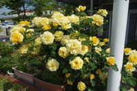 バラの花たくさん咲きました。