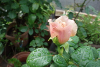 ｶﾌｪ ﾗﾃ、美しい薔薇
