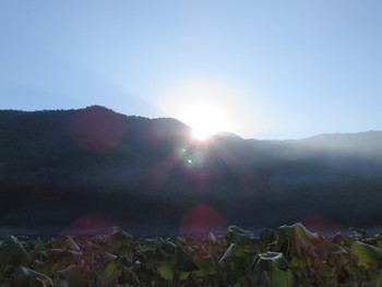 風邪ひきました。
