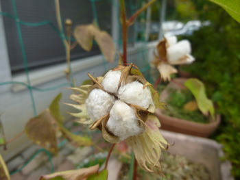 棉の花観察日記・完結編⑥