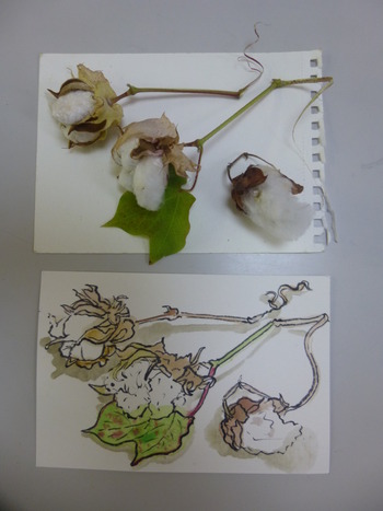 棉の花観察日記・完結編⑥