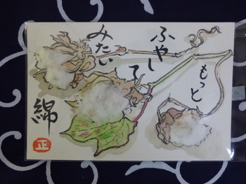 棉の花観察日記・完結編⑥