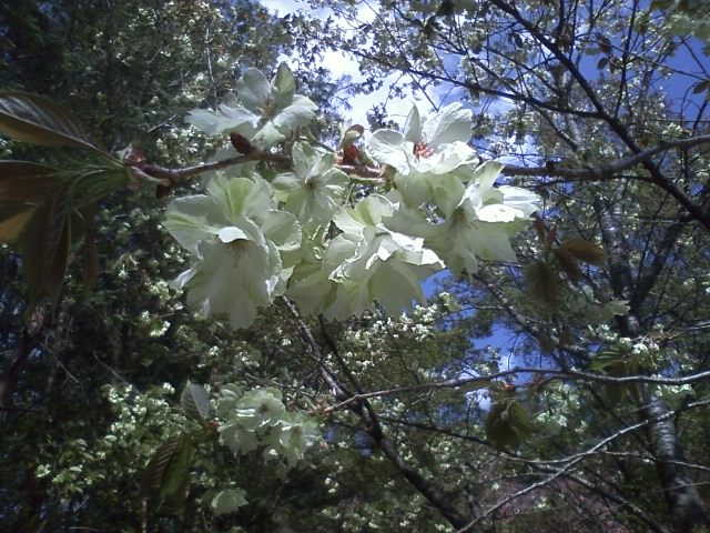 雨続きですが…八重桜のお裾分け♪