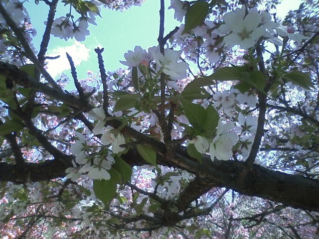 雨続きですが…八重桜のお裾分け♪