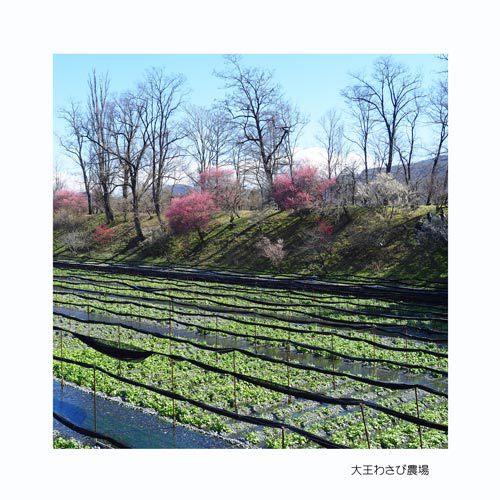 安曇野市