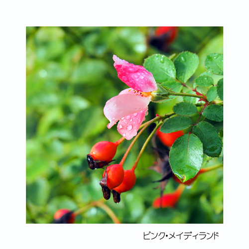 中野市