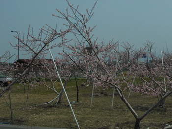 お花