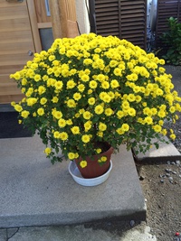 小菊