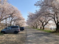 茶臼山の桜は満開でした