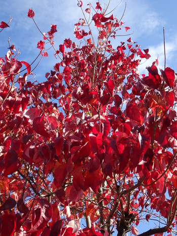 わが家の紅葉は、こうよぉ～！