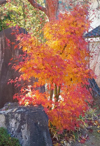 わが家の紅葉は、こうよぉ～！