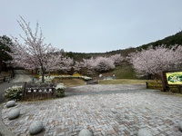 地附山桜満開