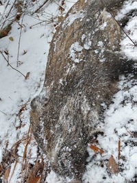 地附山トレキングコースにイノシシの死体