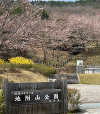 地附山公園の桜とイベントご案内