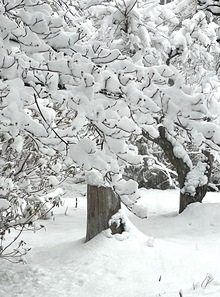 大雪からの延期公演