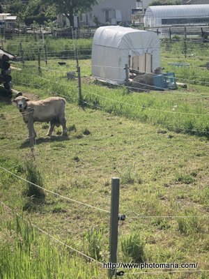 豚ロースの味噌粕漬け