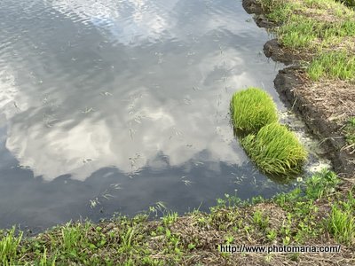 海苔弁