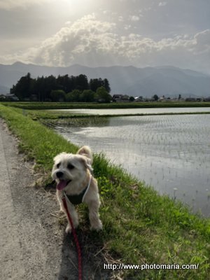 南蛮漬け弁当