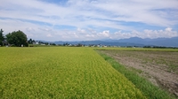 天皇杯2回戦　松本山雅vsツエーゲン金沢