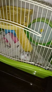 癒しのパール