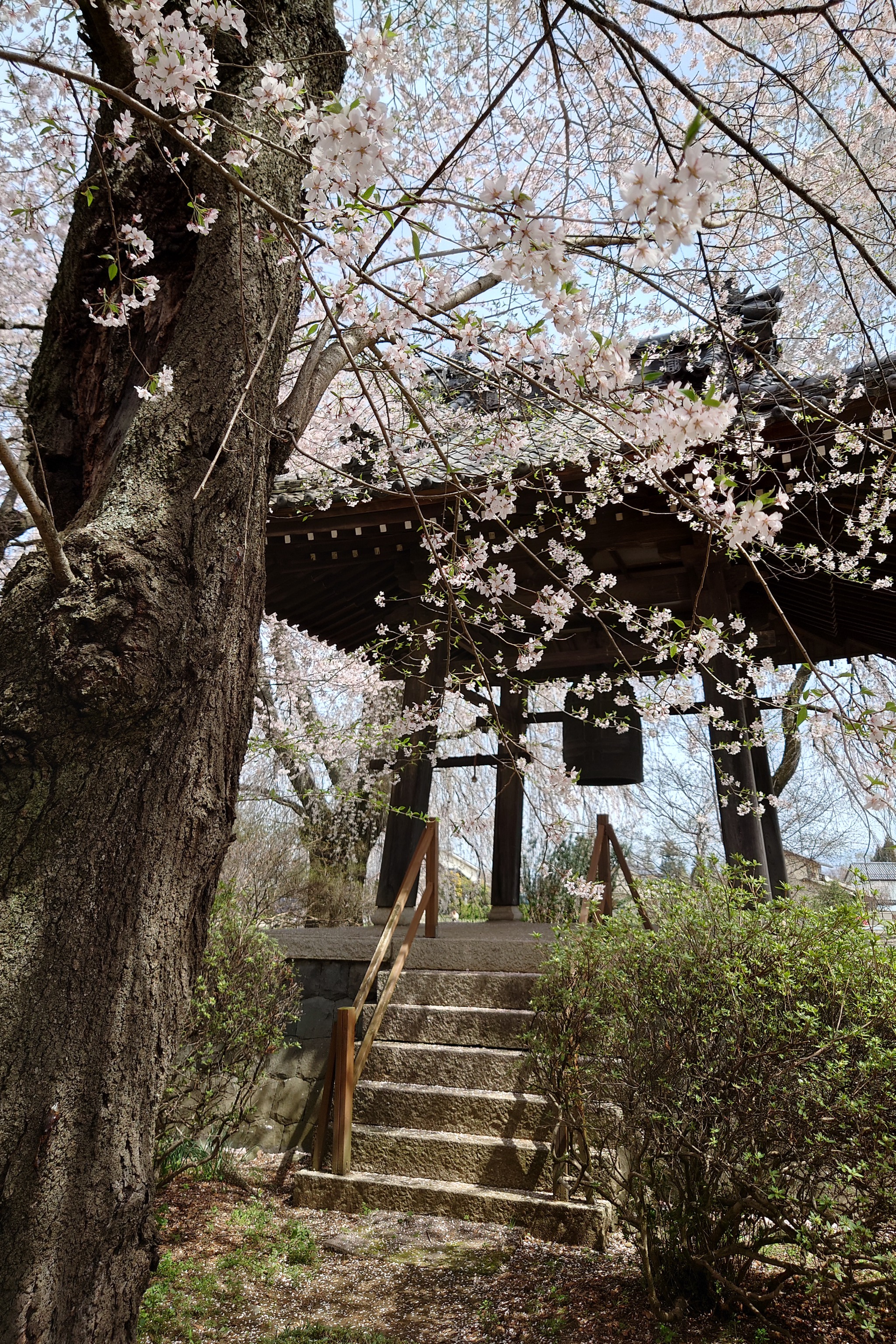 安養寺の桜