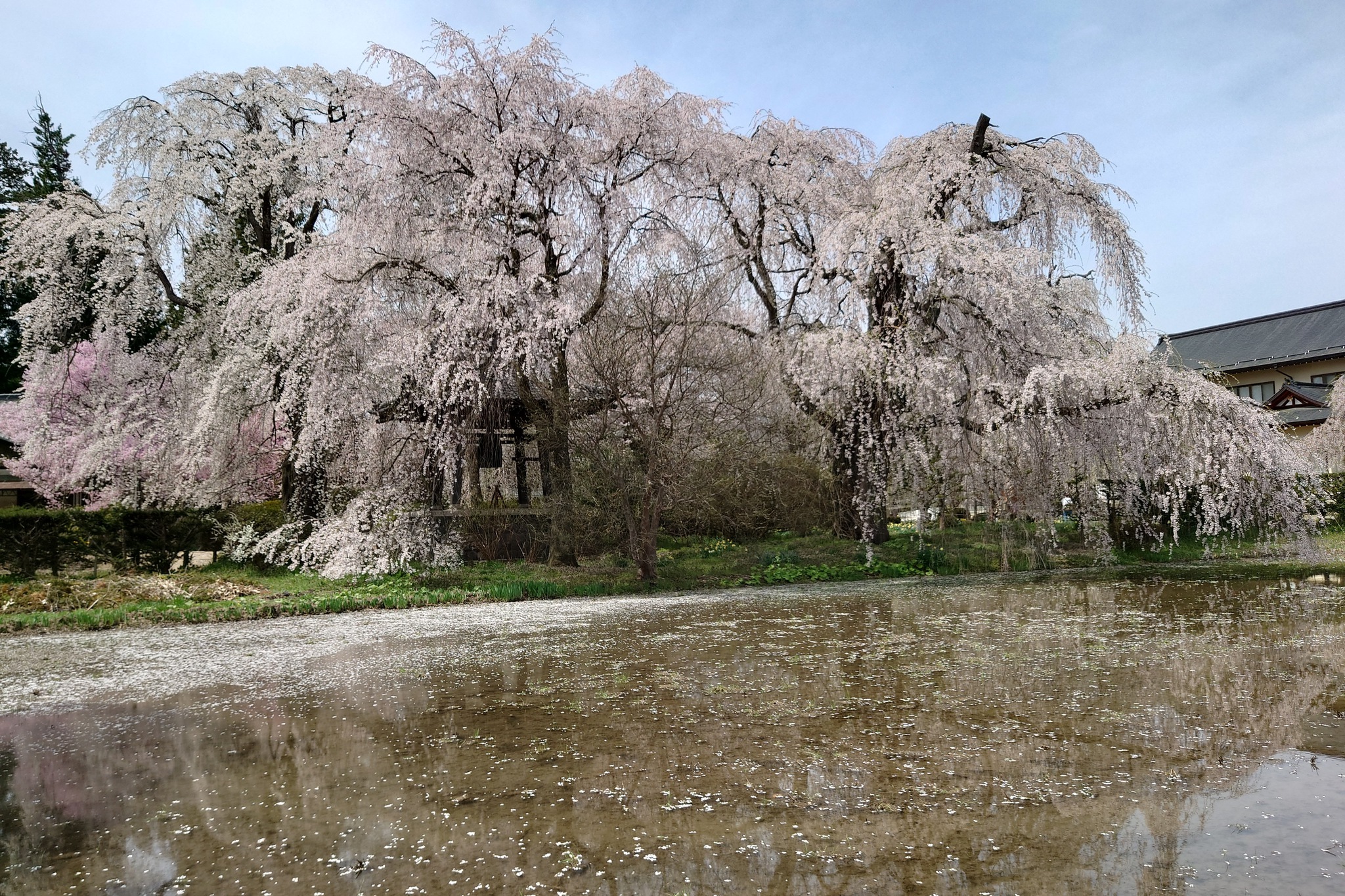 安養寺の桜