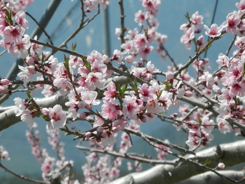 桜から桃へバトンタッチ