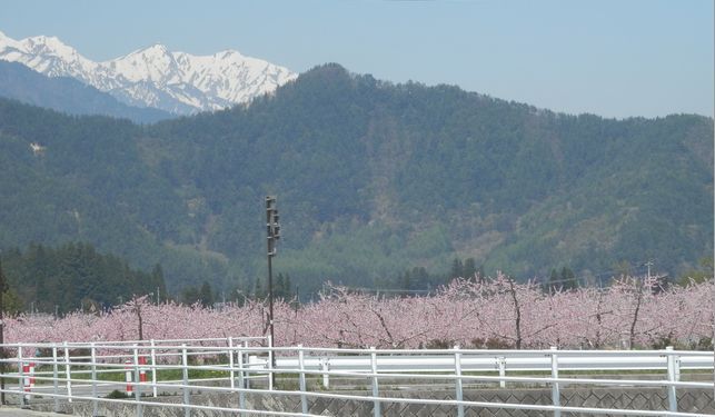 桜から桃へバトンタッチ