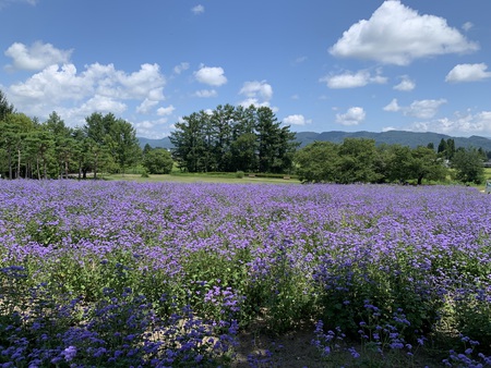 松川村の夏を楽しもう