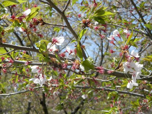 桜から桃へバトンタッチ