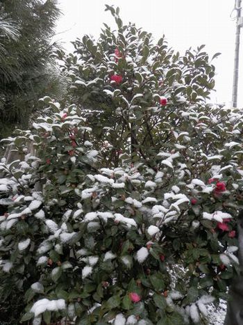 初雪です
