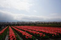 923　あさひ舟川 「春の四重奏」　250412