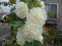 ティッシュのお花。。。