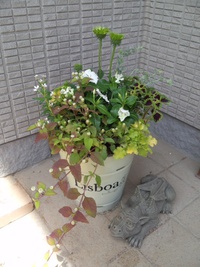 昨日の寄せ植え
