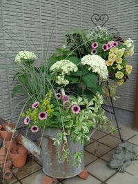 久々の寄せ植え♪