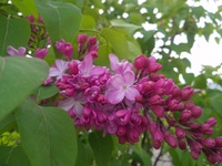 庭の花たち♡