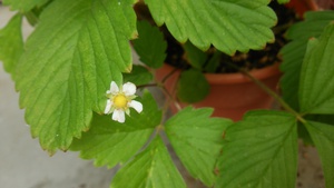 いちごの花が咲いた～