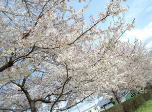 お花見とインフルその後