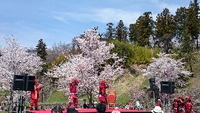 上田城千本桜まつり開催中です♪