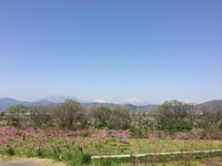 ヤエザクラン☆