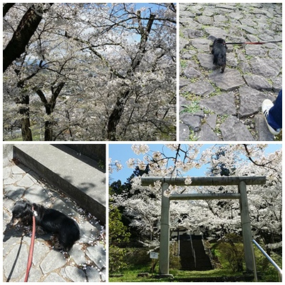 東山公園　名物　あげまん　中野市