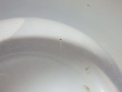 まえの　ランチ　長野市