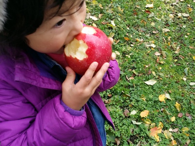 中島農園　　りんご狩り