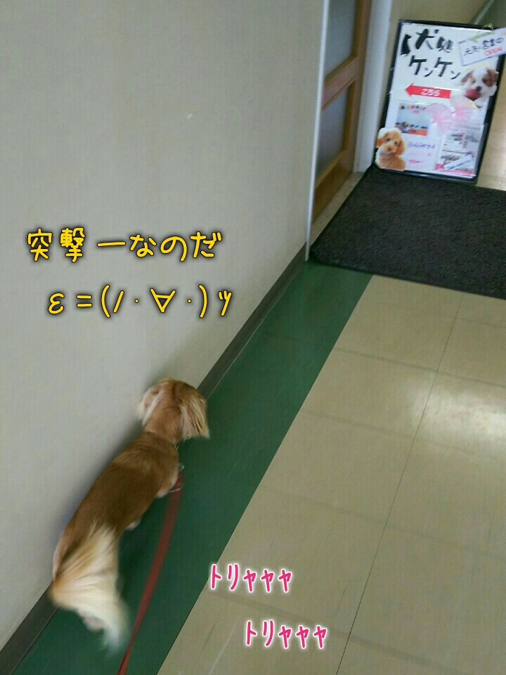 自由犬ミラン 行雲流水 じゃがりこ おからクッキー