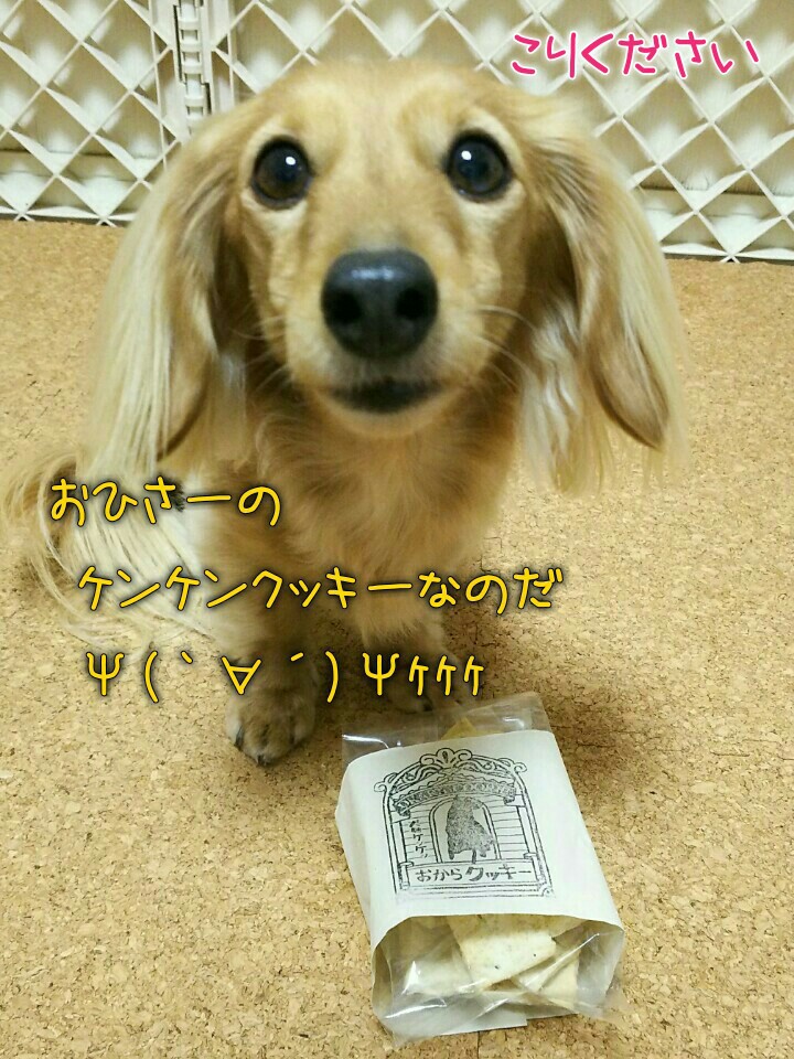 自由犬ミラン 行雲流水 じゃがりこ おからクッキー