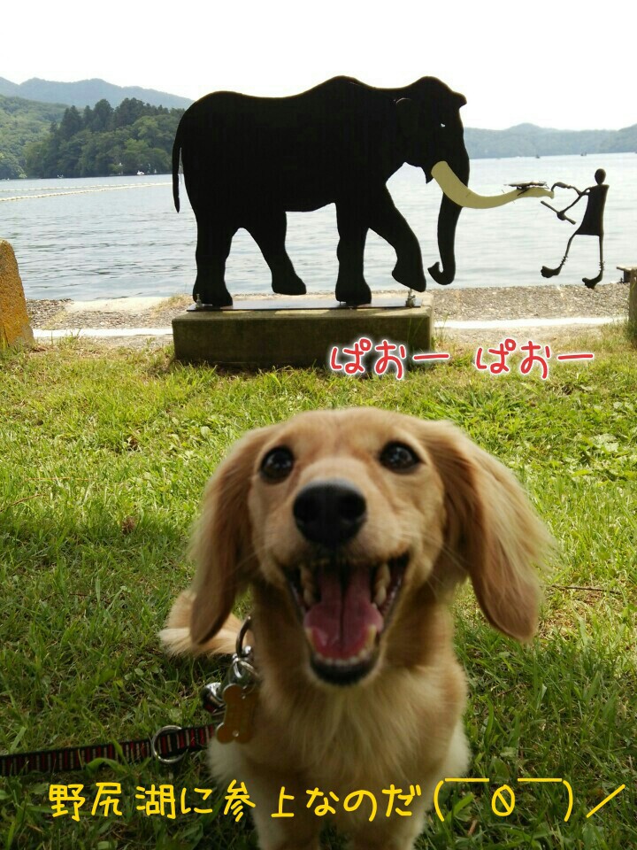 自由犬ミラン 行雲流水 野尻湖クルージング