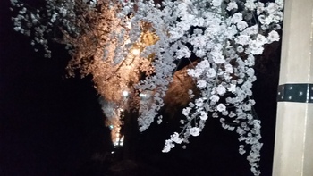 お城の夜桜