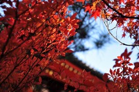 京都紅葉2013　【毘沙門堂】