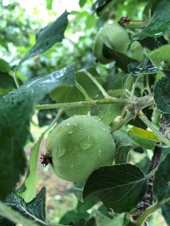 宮入りんご園（６月「摘果」）