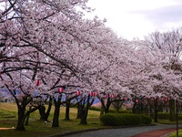 川中島古戦場の桜♪ 2015/04/13 20:12:48